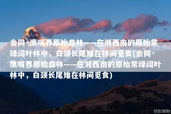 会同·鹰嘴界原始森林——在湘西南的原始常绿阔叶林中，白颈长尾雉在林间觅食(会同·鹰嘴界原始森林——在湘西南的原始常绿阔叶林中，白颈长尾雉在林间觅食)
